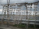 IMG_1448_resize.JPG